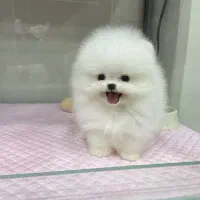 خاص و حرفه ای سایز ریز خرسی|سگ|رشت, منظریه|دیوار