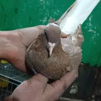 چن جفت کبوتر|پرنده|سبزوار, قصبه شرقی|دیوار