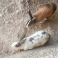 ۴ عدد خرگوش جهت فروش