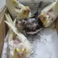 جوجه عروس لوتینو