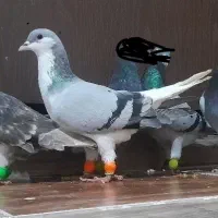 یک عدد بدرنگ ماده