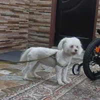 سگ خونگی فروش فوری|سگ|کاشان, شهرک ۲۲ بهمن|دیوار