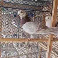 تعدادی کفتر بدرد بخور
