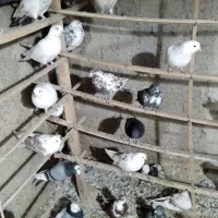 تعداد ۵۰ عددکبوتریکجا