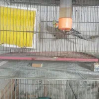 پرنده و لوازم فروشی