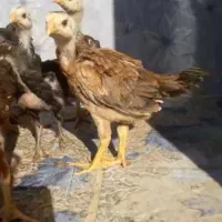 جوجه لاری دنگ بالا