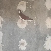 کبوتر چپ سرخ|پرنده|شیراز, شهرک گلها|دیوار