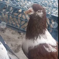 کلاغ سرخ|حیوانات|بجنورد, |دیوار