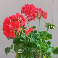 گل شمعدانی پاکوتاه وپر گل