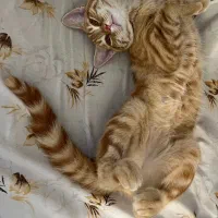 واگذاری گربه