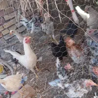 مرغ و خروس لاری و گلین|حیوانات مزرعه|رفسنجان, |دیوار