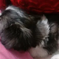 واگذاری سگ شیتزو