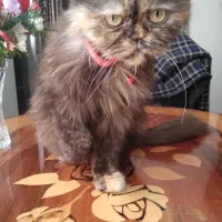 گربه پرشین بریتیش|گربه|محمدشهر, شهرک پیام (مهرالبرز)|دیوار