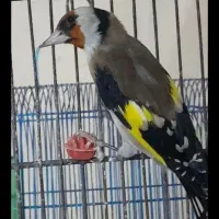 سهره گم شده(سه میلیون مژدگانی)