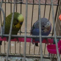 مرغ عشق با تخم جوجه|پرنده|نجف‌آباد, الله اکبر|دیوار