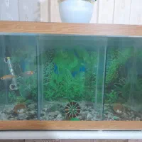 سلام آکواریوم بزرگ دوقلو سالم|ماهی|تربت جام, باغ سنگان سفلی|دیوار