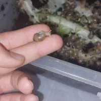 ۲۶۵ تا حلزون دونه ای ۶۰۰۰تومن|ماهی|کرج, مصباح|دیوار