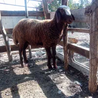 توقلی ماده چاق