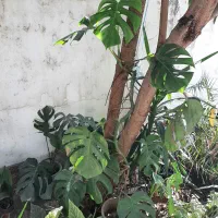 اشانتیون گل|گل و گیاه طبیعی|بابل, |دیوار