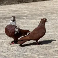 کبوتر‌‌رنگ