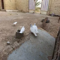 کبوتر|پرنده|شادگان, |دیوار