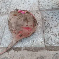 چقندر قند و تنبل|خوردنی و آشامیدنی|عطاملک, |دیوار