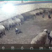 14 عدد میش ابستن شال