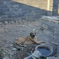 توله پژدر