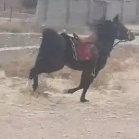 فروش نریان ۵ ساله ترکی خالص