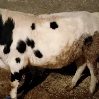 گاو نر|حیوانات مزرعه|صحنه, |دیوار