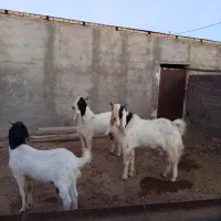 تکه هلندی اصیل