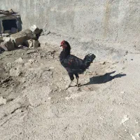 خروس گلین و خروس محلی معاوضه با جوجه بوقلمون|پرنده|دهگلان, |دیوار