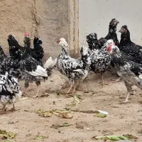 مرغ وخروس گلین