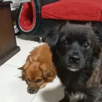 سگ گمشده (3میلیون تومان مژدگانی)|سگ|فولادشهر, مسکن مهر فولادشهر|دیوار