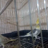 عروس هلندی مولد|پرنده|قرچک, میرزائی جنوبی|دیوار