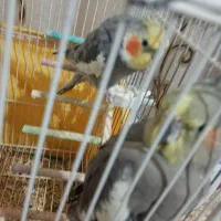 فروش فوری عروس هلندی دستی