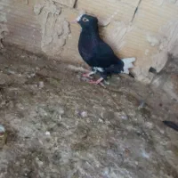 پلنگ گوک کلایی