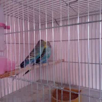 مرغ عشق جوان عالی