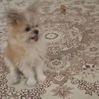 سگ گمشده|حیوانات|اصفهان, خانه اصفهان|دیوار