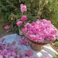 گل محمدی