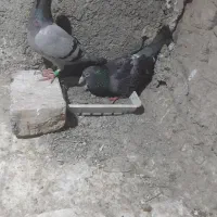 جفت کبوتر سبز