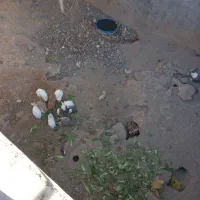 خرگوش|موش و خرگوش|قم, الغدیر|دیوار