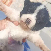 سگ ماده جیبی|سگ|اصفهان, بوستان ناژوان|دیوار