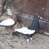 کبوتر یا کفتر سینه جفتی سبز سیاه|پرنده|شیراز, پانصد دستگاه ارتش|دیوار