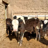 گوساله سیمنتال|حیوانات مزرعه|رامند, |دیوار