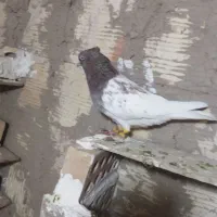 کبوتر