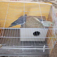 فروش عروس هلندی|پرنده|اسفراین, |دیوار