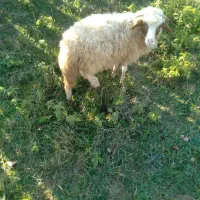 گوسفند.بره نر
