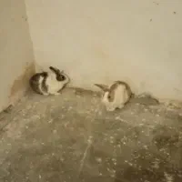 خرگوش|موش و خرگوش|طرقبه, |دیوار