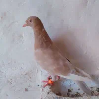 کبوتر معاوضه با ماده پلاکی گاهک|پرنده|نورآباد ممسنی, |دیوار